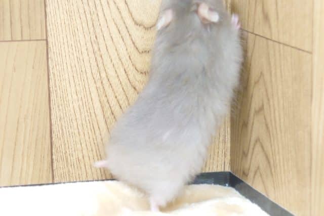 ゴールデンハムスター