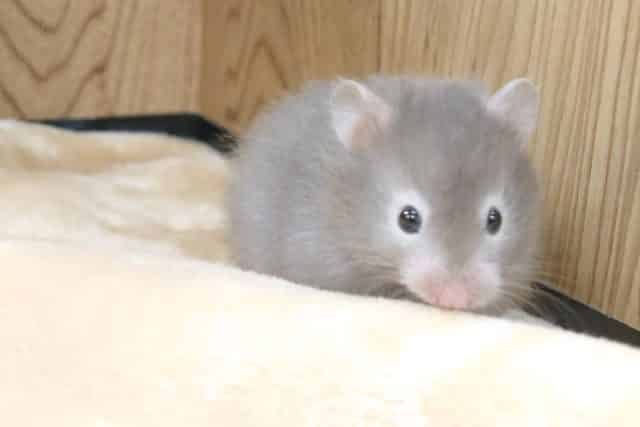 ゴールデンハムスター
