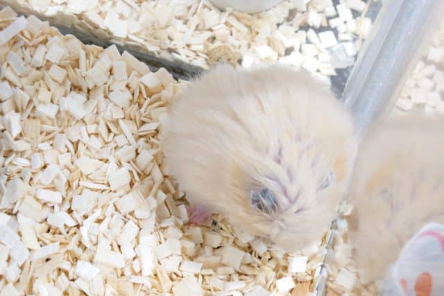 ゴールデンハムスター