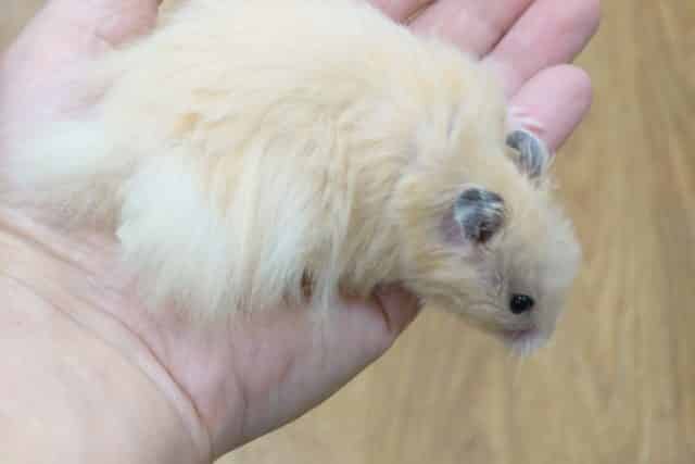 ゴールデンハムスター