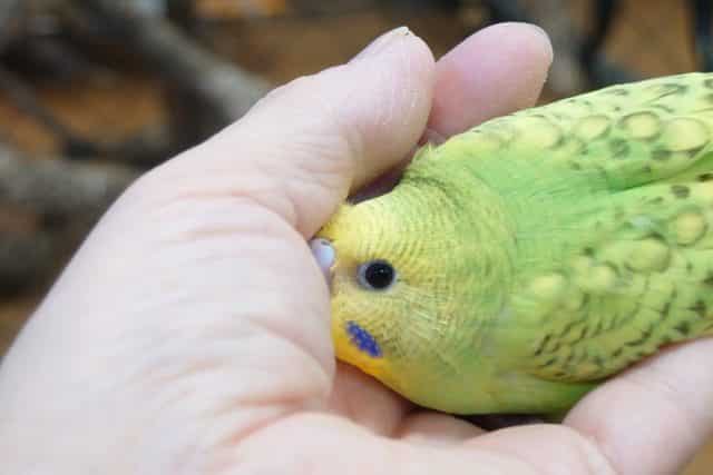 セキセイインコ