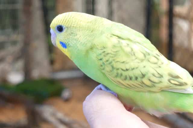 セキセイインコ