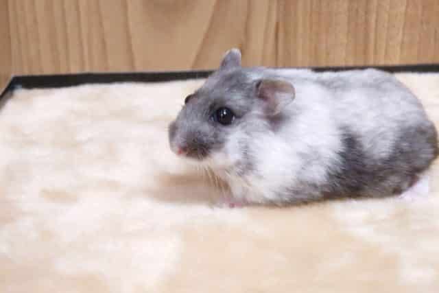 ドワーフハムスターの1種