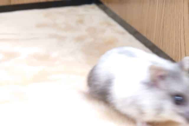 ドワーフハムスターの1種