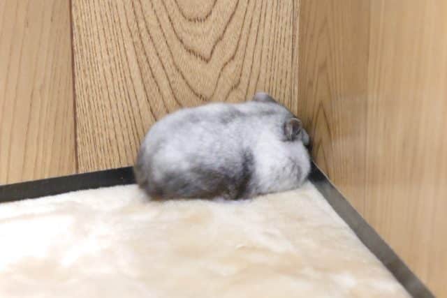 ドワーフハムスターの1種