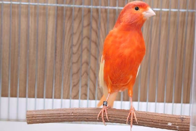 赤カナリア