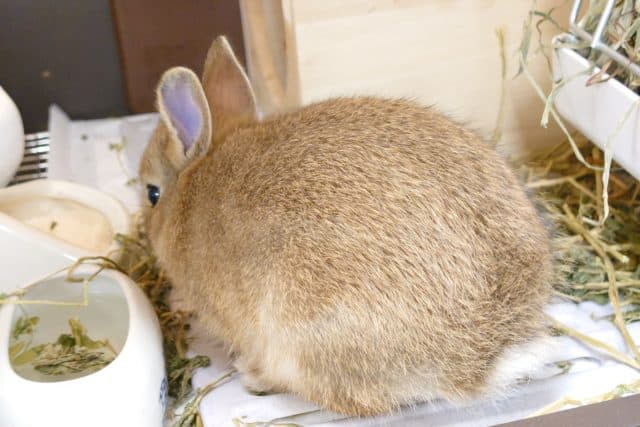 ネザーランドドワーフ