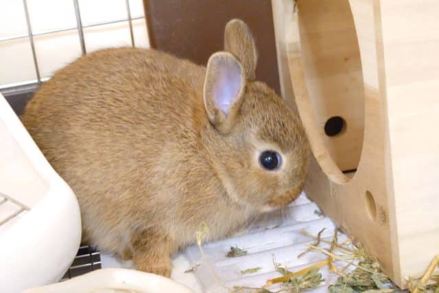 ネザーランドドワーフ