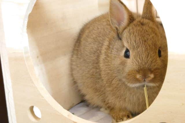 ネザーランドドワーフ