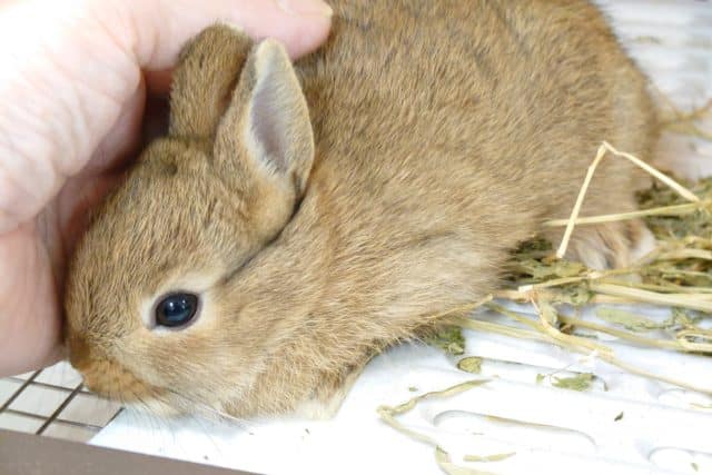 ネザーランドドワーフ