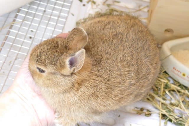 ネザーランドドワーフ