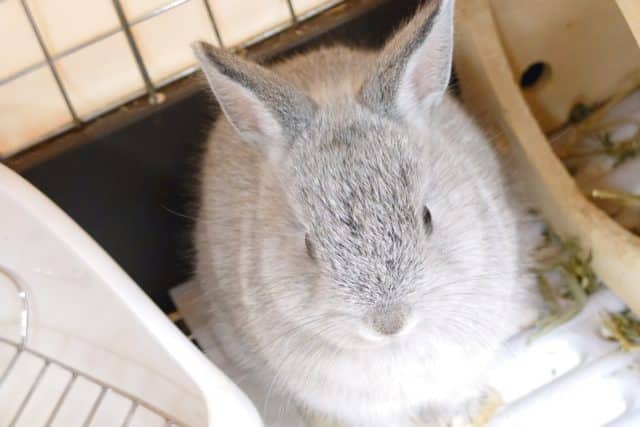 ネザーランドドワーフ