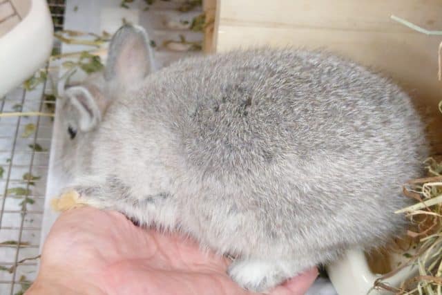 ネザーランドドワーフ