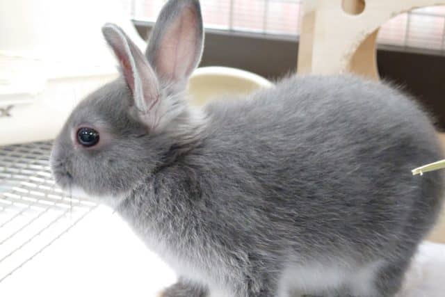 ネザーランドドワーフ