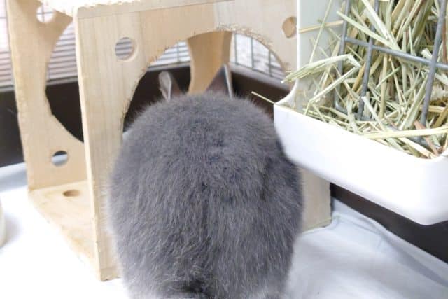 ネザーランドドワーフ