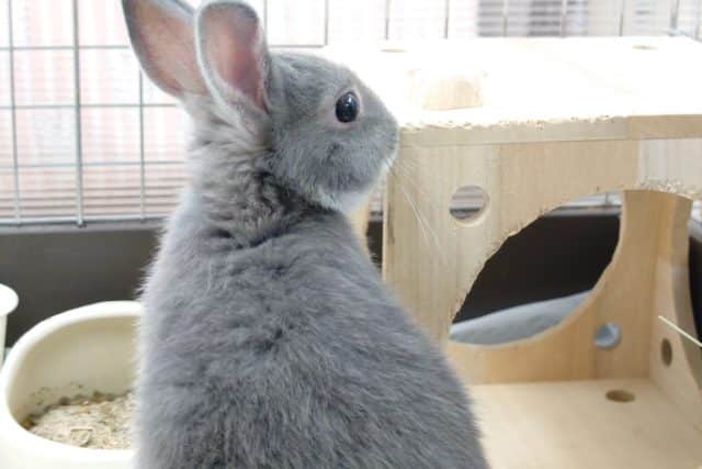 ネザーランドドワーフ