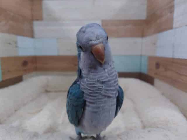 オキナインコ