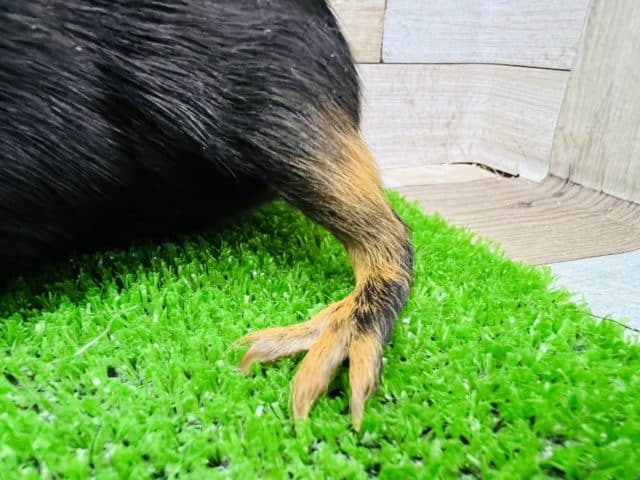 クレステッドモルモット