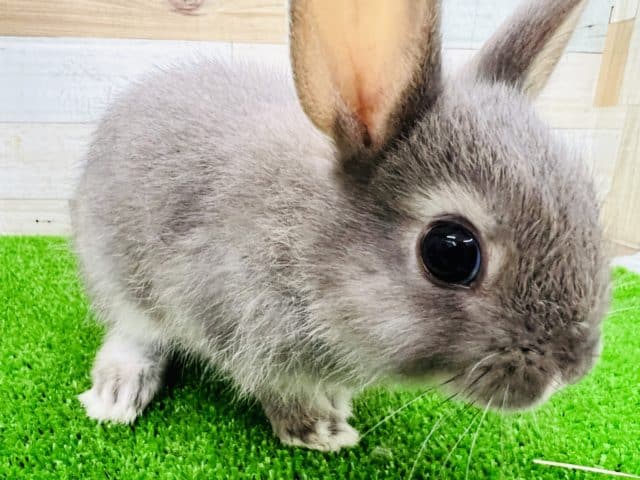 ネザーランドドワーフ