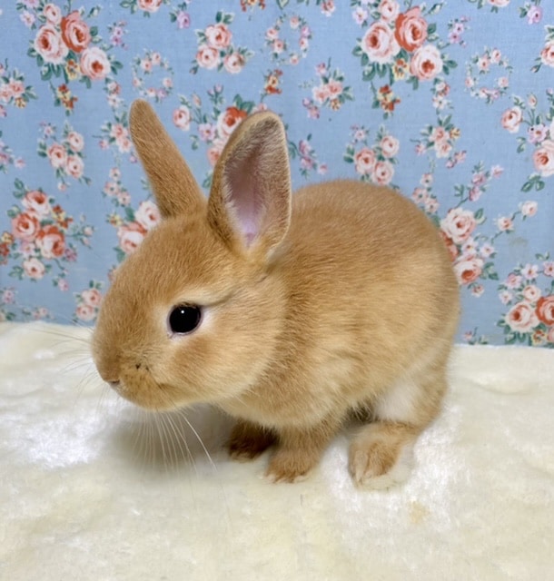 ネザーランドドワーフ