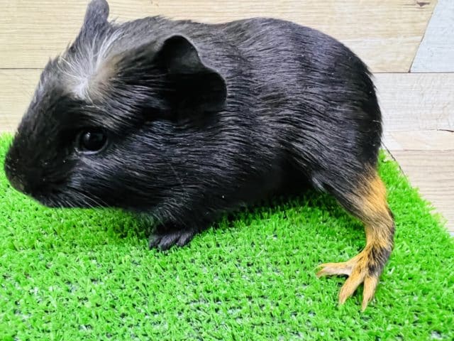 クレステッドモルモット