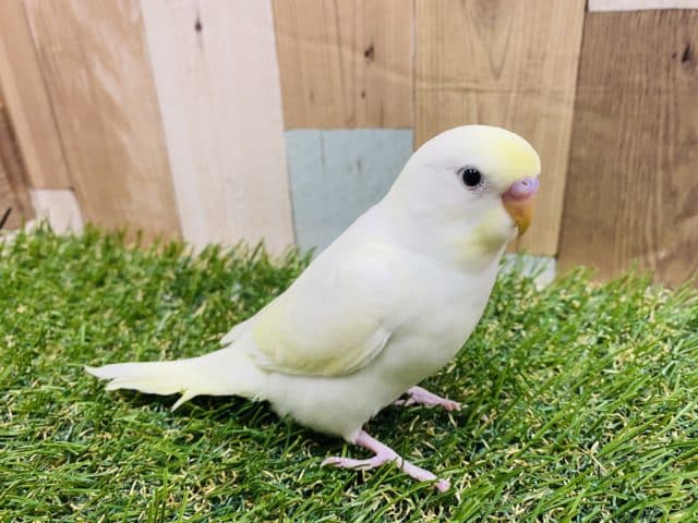 ふわっと優しいカラーのセキセイインコ!!人気のクリームやって来ました♪ セキセイインコ