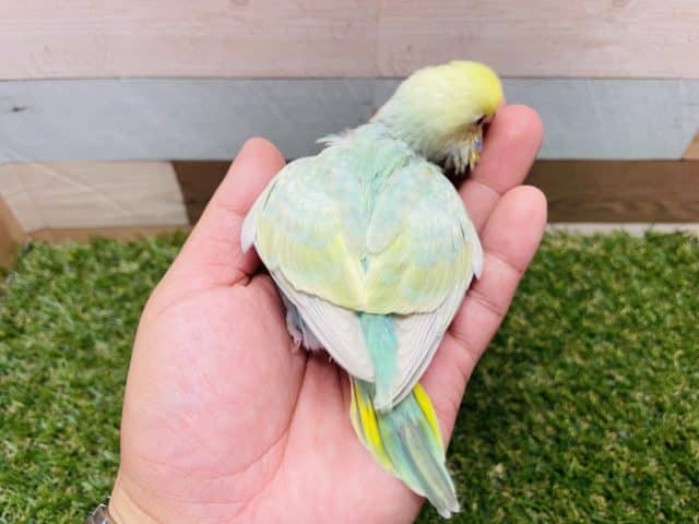 明るいグリーンの可愛いコ!セキセイインコのパステルカラーレインボー! セキセイインコ