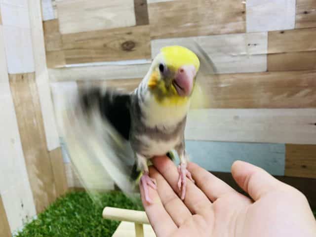 オカメインコ
