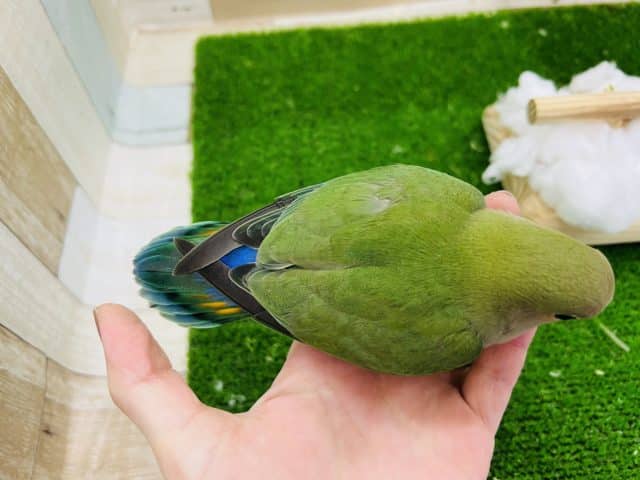 コザクラインコ（小桜インコ）