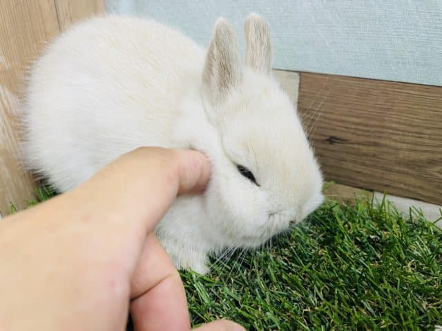 ネザーランドドワーフ