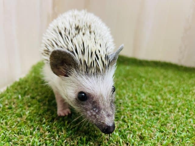 ハリネズミ（ヨツユビハリネズミ）