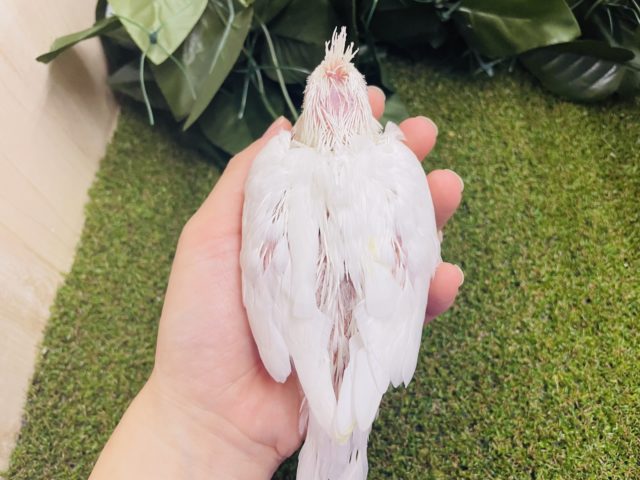 オカメインコ