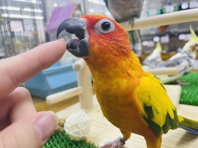コガネメキシコインコ
