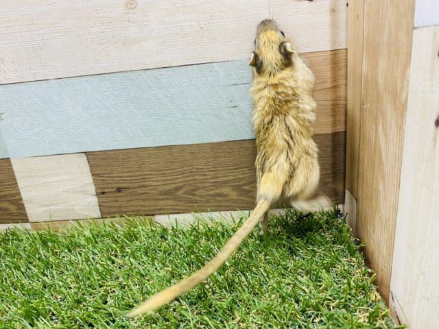 カラージャービル（スナネズミ）