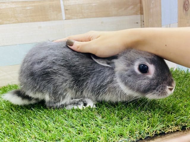 ネザーランドドワーフ