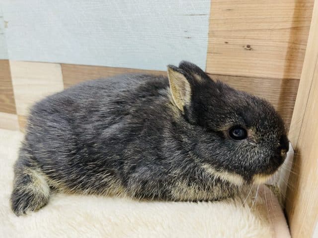 ネザーランドドワーフ