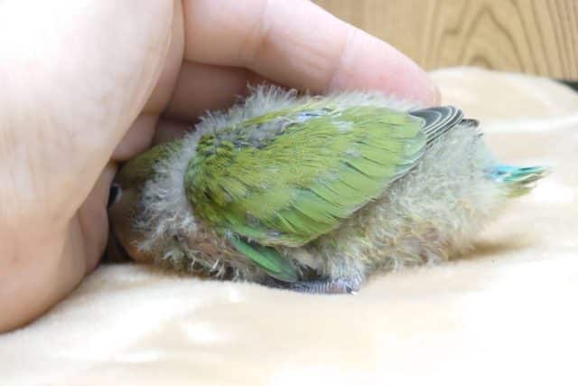 コザクラインコ（小桜インコ）