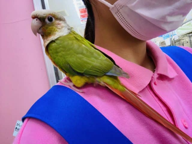 ホオミドリウロコインコ