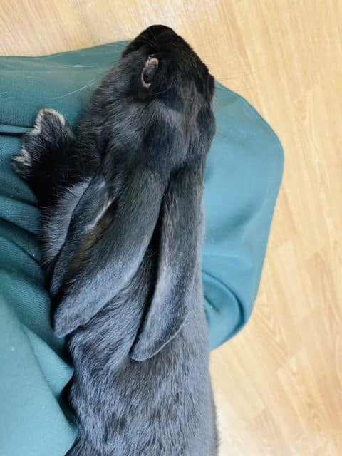 フレミッシュジャイアント