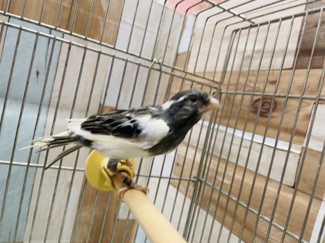 ラザカナリアの男の子!! ラザカナリア