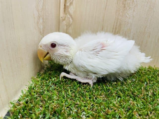 コザクラインコ（小桜インコ）