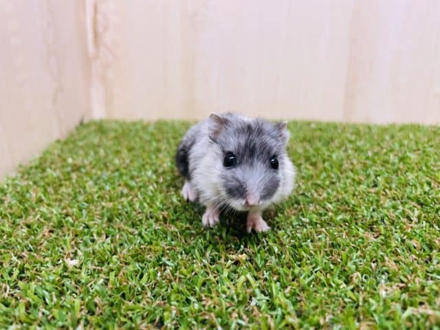 ドワーフハムスターの1種