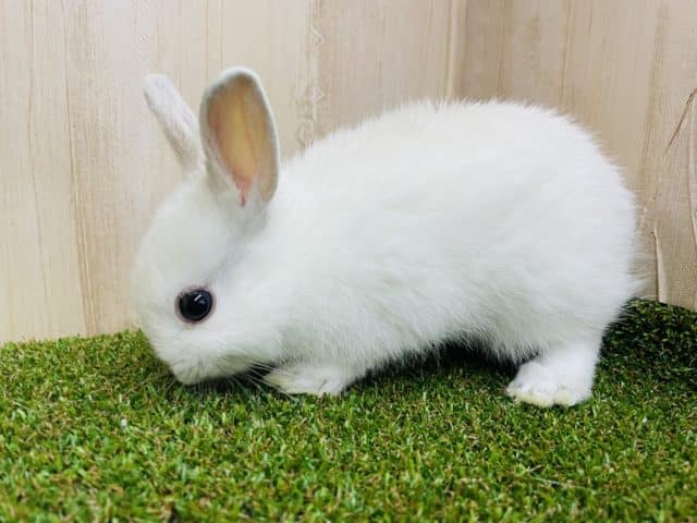 ネザーランドドワーフ