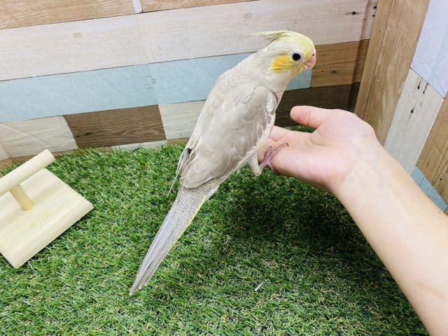 オカメインコ