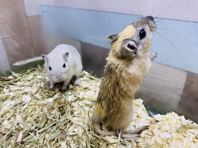 カラージャービル（スナネズミ）