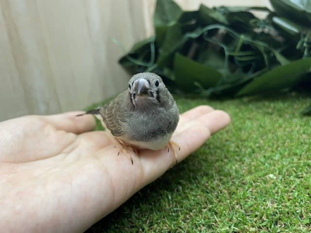錦花鳥（キンカチョウ）