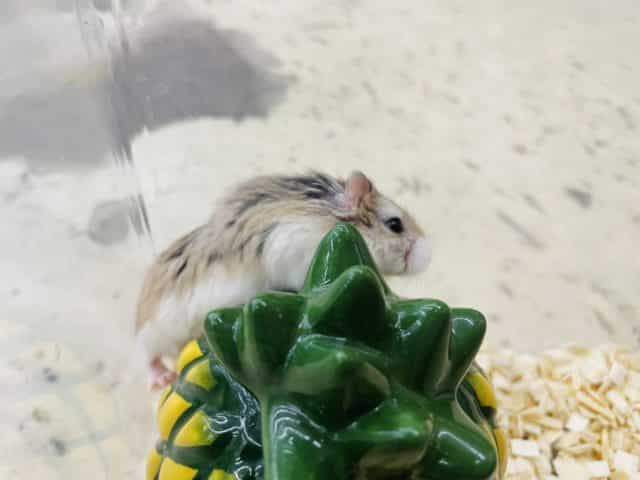 ロボロフスキーハムスター