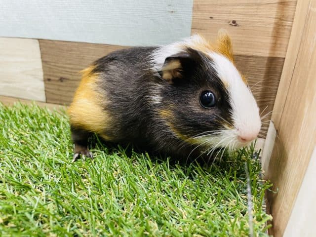 イングリッシュモルモット