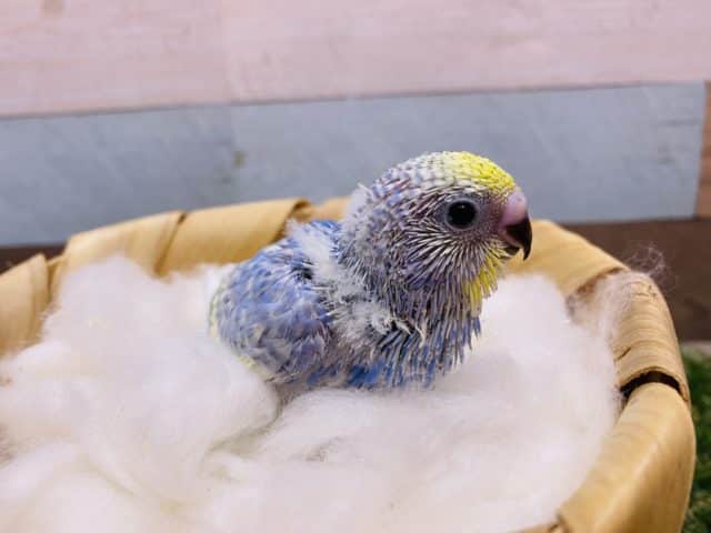 セキセイインコ