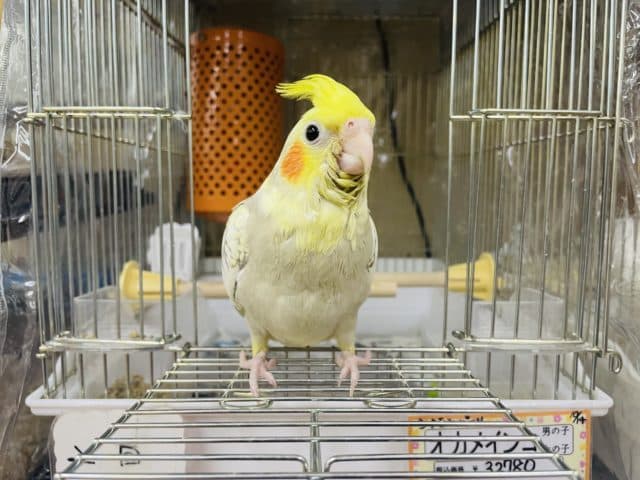 オカメインコ